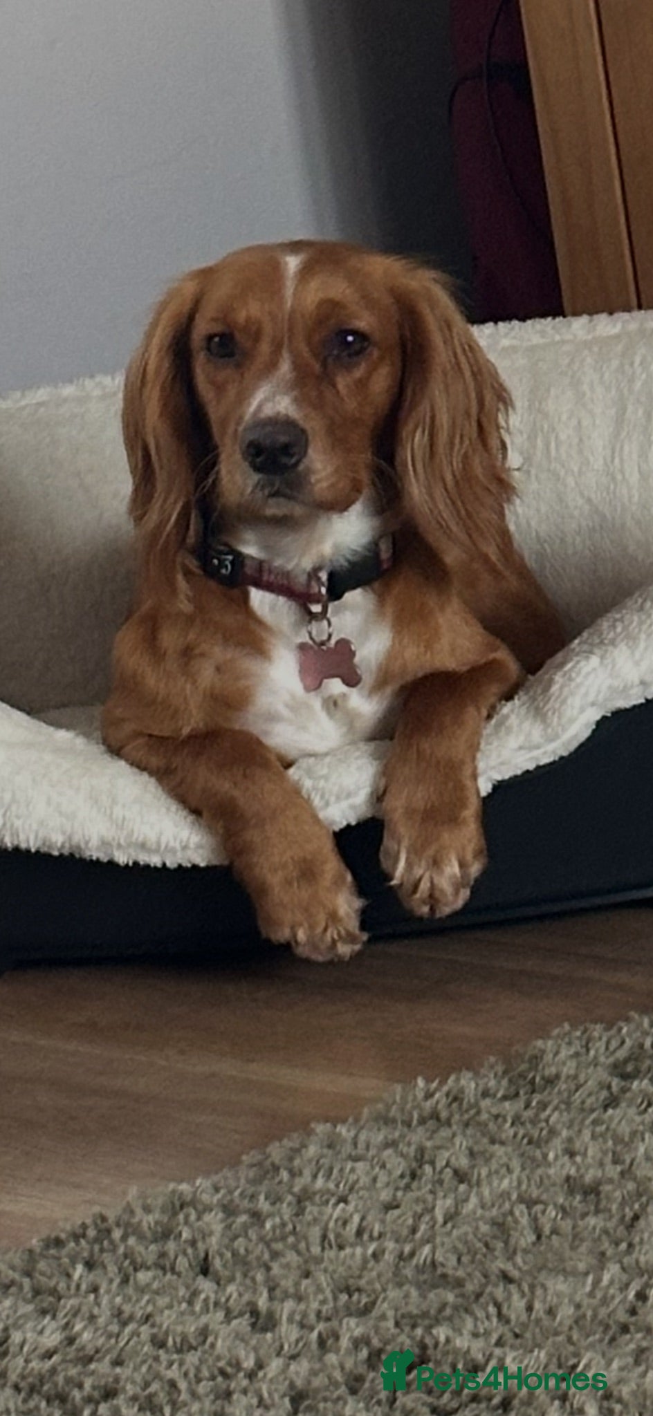 Cocker Spaniel dogs Cocker spaniel  - Advert 1