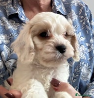 Cockapoo dogs BEAUTIFUL HEALTH CLEAR F1 COCKAPOOS - Advert 15