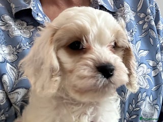 Cockapoo dogs BEAUTIFUL HEALTH CLEAR F1 COCKAPOOS - Advert 7