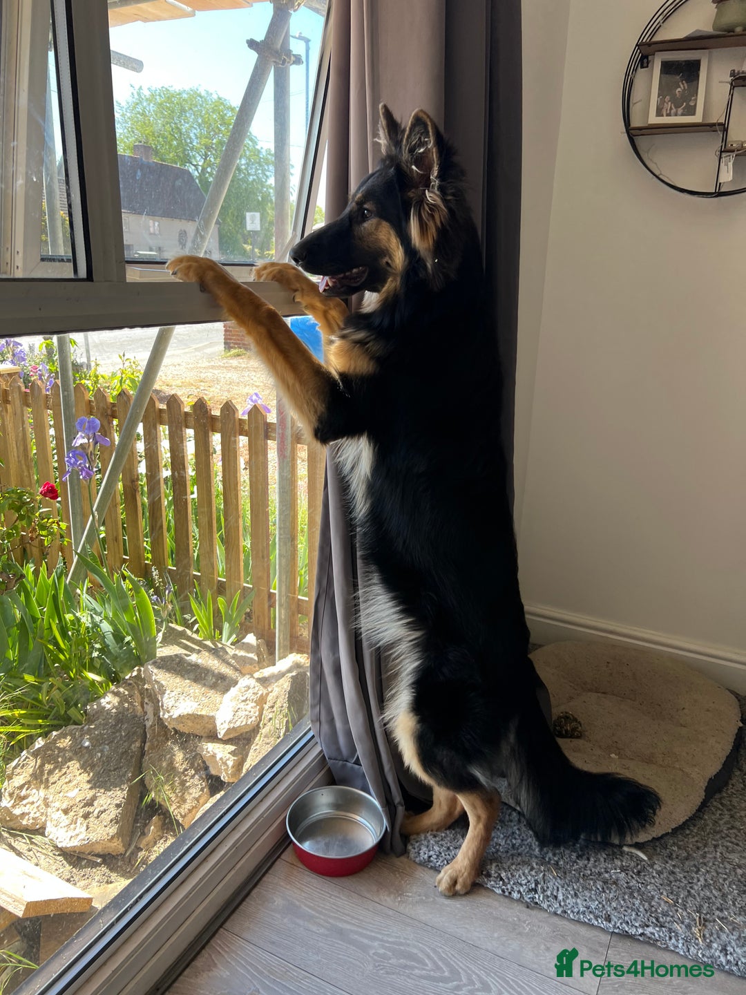 German Shepherd dogs for sale: (Willow) 1.5yr Old German Shepherd Longhaired - Image 7