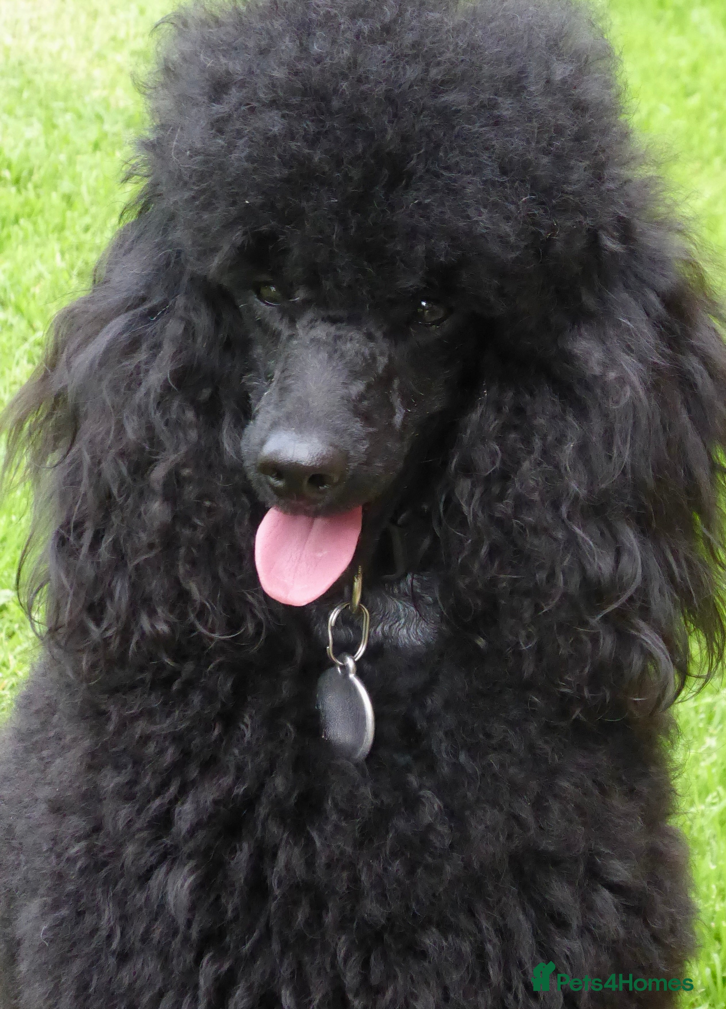 Miniature Poodle dogs KC reg fully health tested for stud BVA eye exam in Market Rasen - Advert 18
