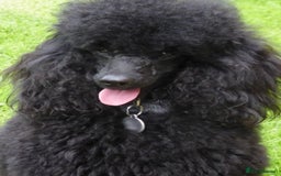Miniature Poodle dogs for stud: KC reg fully health tested for stud BVA eye exam in Market Rasen - Image 1