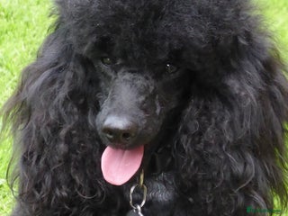 Miniature Poodle dogs in Market Rasen - Advert 29