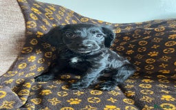 Cocker Spaniel dogs for sale: COCKER SPANIEL GIRLS READY FOR NEW HOMES  - Image 24