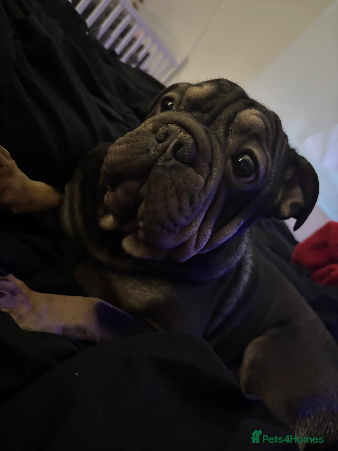 Mixed Breed dogs for sale: 2 year old Vinny  - Advert 3