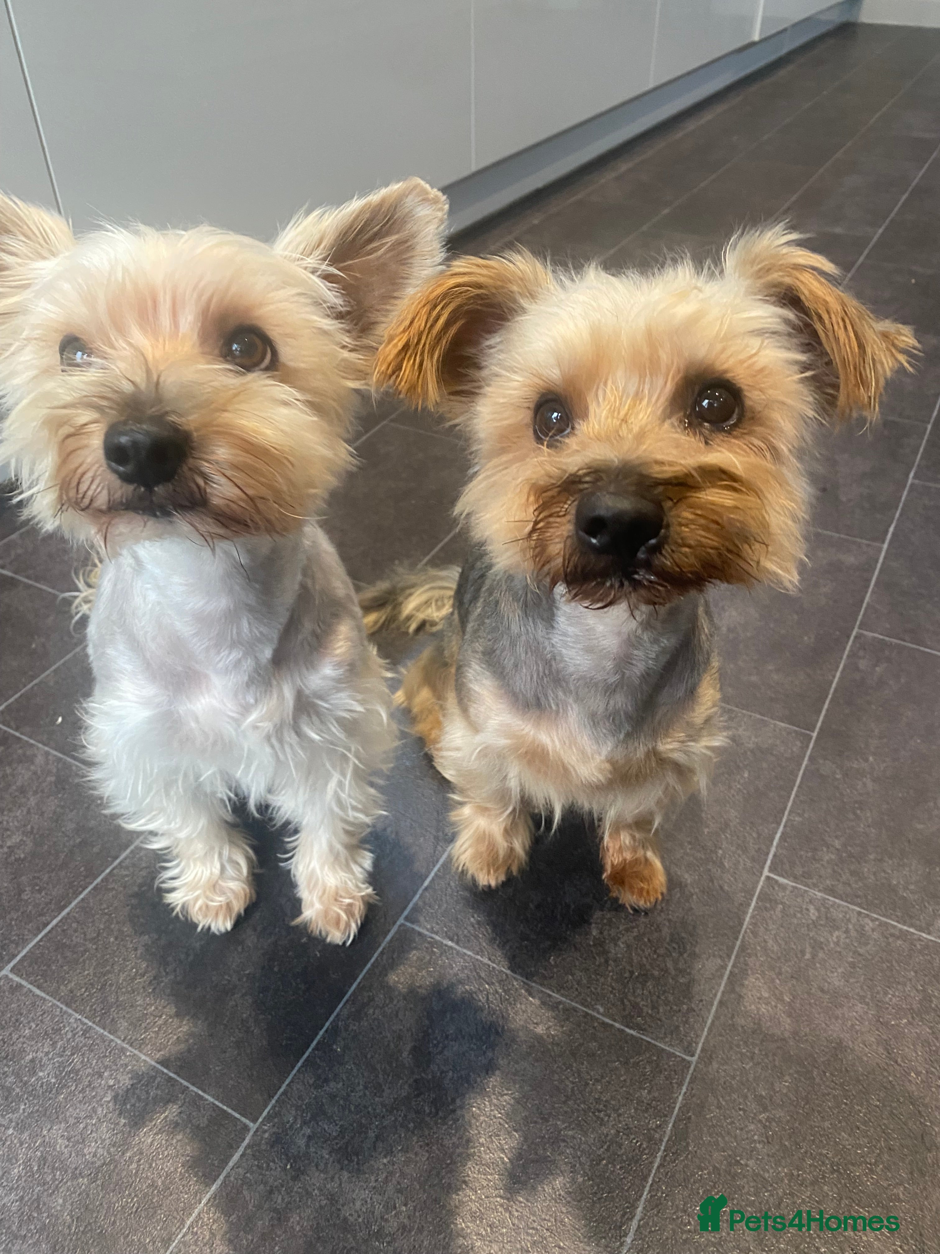 Yorkshire Terrier dogs  Looking for a Loving Home YorkshireTerriers  - Advert 7