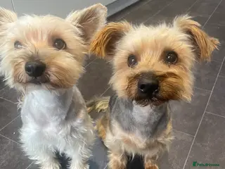 Yorkshire Terrier dogs Looking for a Loving Home YorkshireTerriers - Advert 7