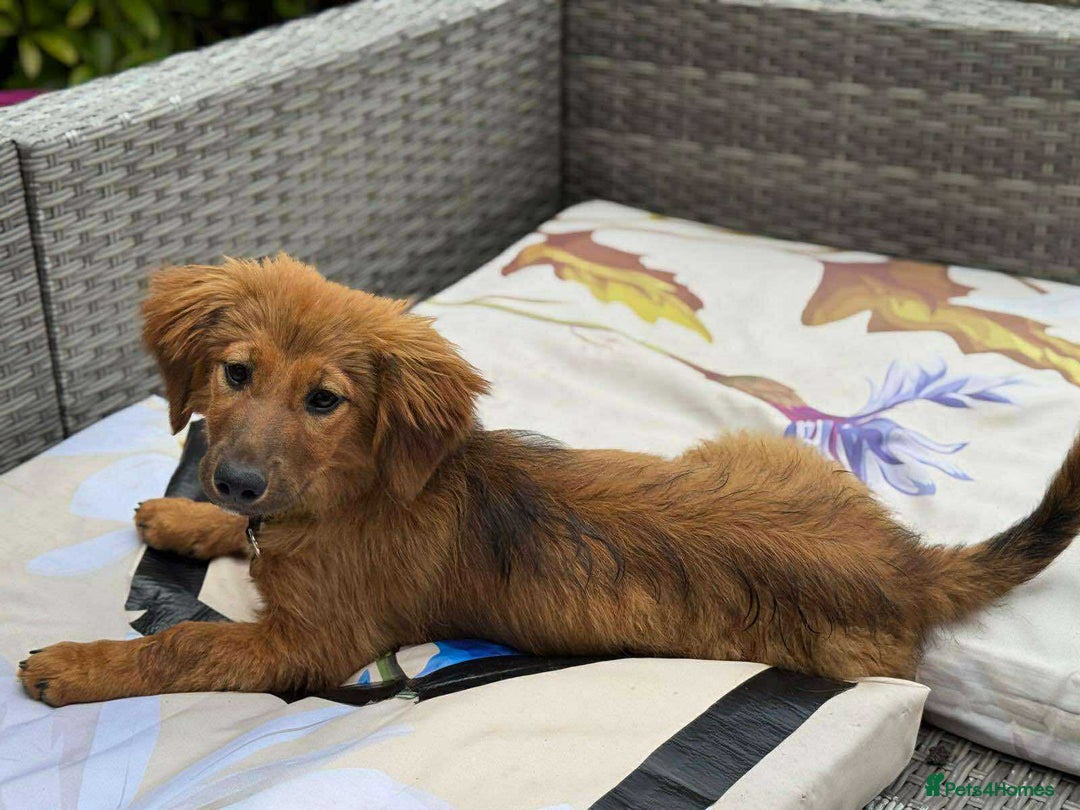 Mixed Breed dogs for adoption: MAGGIE -Friendly girl/4 months/loves dogs & kids - Image 17