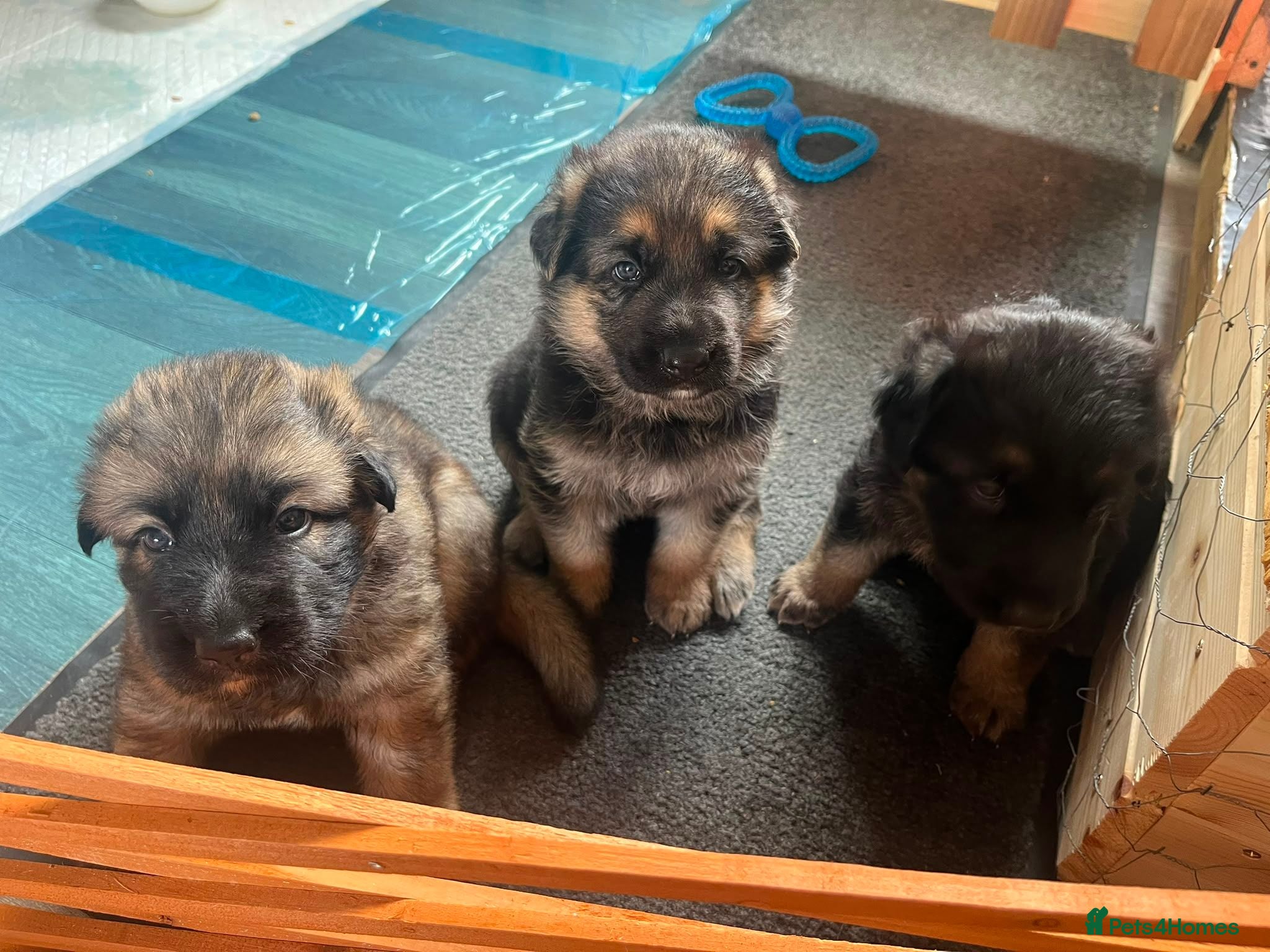 German Shepherd dogs 3 beautiful female gsd pups - Advert 3