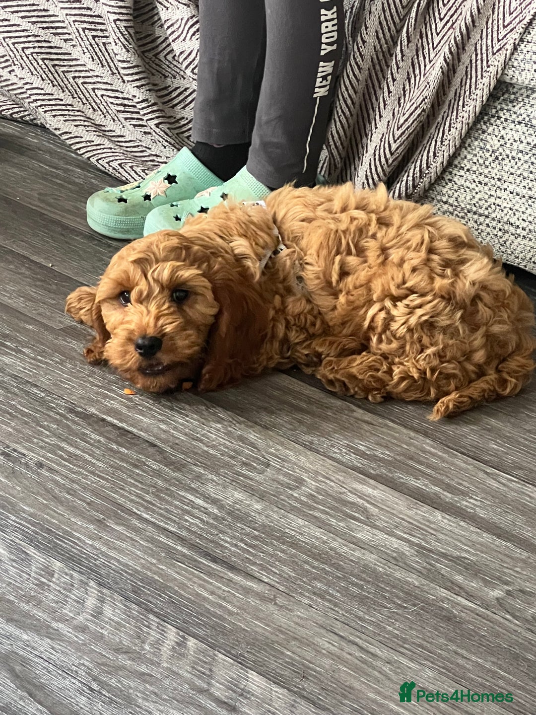 Cockapoo dogs for stud: 1 year old cockapoo for stud - Image 17