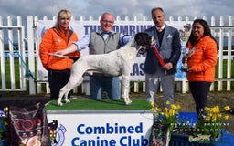 Pointer dogs for sale: 🪶 Pointer puppies 🪶 - Image 17