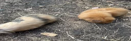 Guinea Pig rodents for sale: Beautiful herd of 5 female guinea pigs  - Advert 5