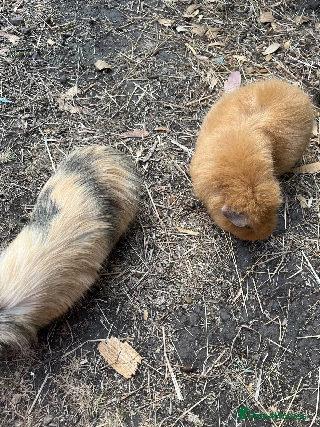 Guinea Pig rodents for sale: Beautiful herd of 5 female guinea pigs  - Advert 5