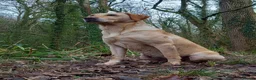 Labrador Retriever dogs for sale: KC reg, DNA tested working Labrador puppies in Wrexham - Advert 7