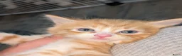 Mixed Breed cats for sale: Maine coon cross kittens  - Advert 21