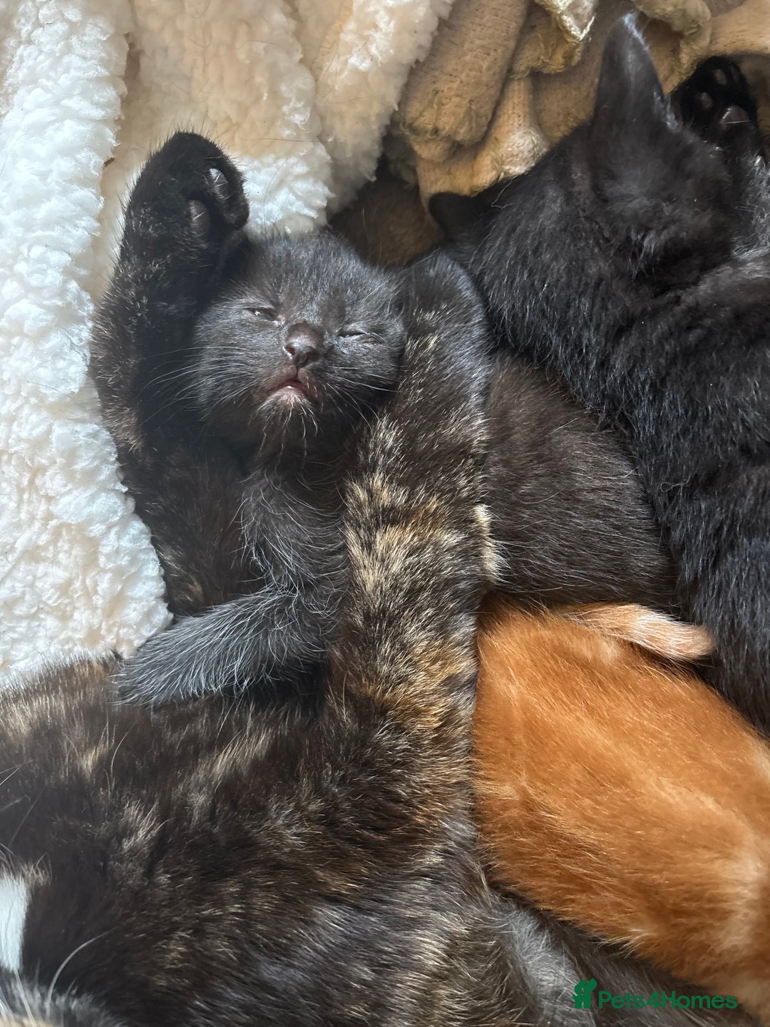 British Shorthair cats for sale: Beautiful kittens READY TO LEAVE SUNDAY - Image 9