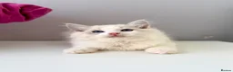 Ragdoll cats for sale: TICA registered ragdoll kittens - Advert 2