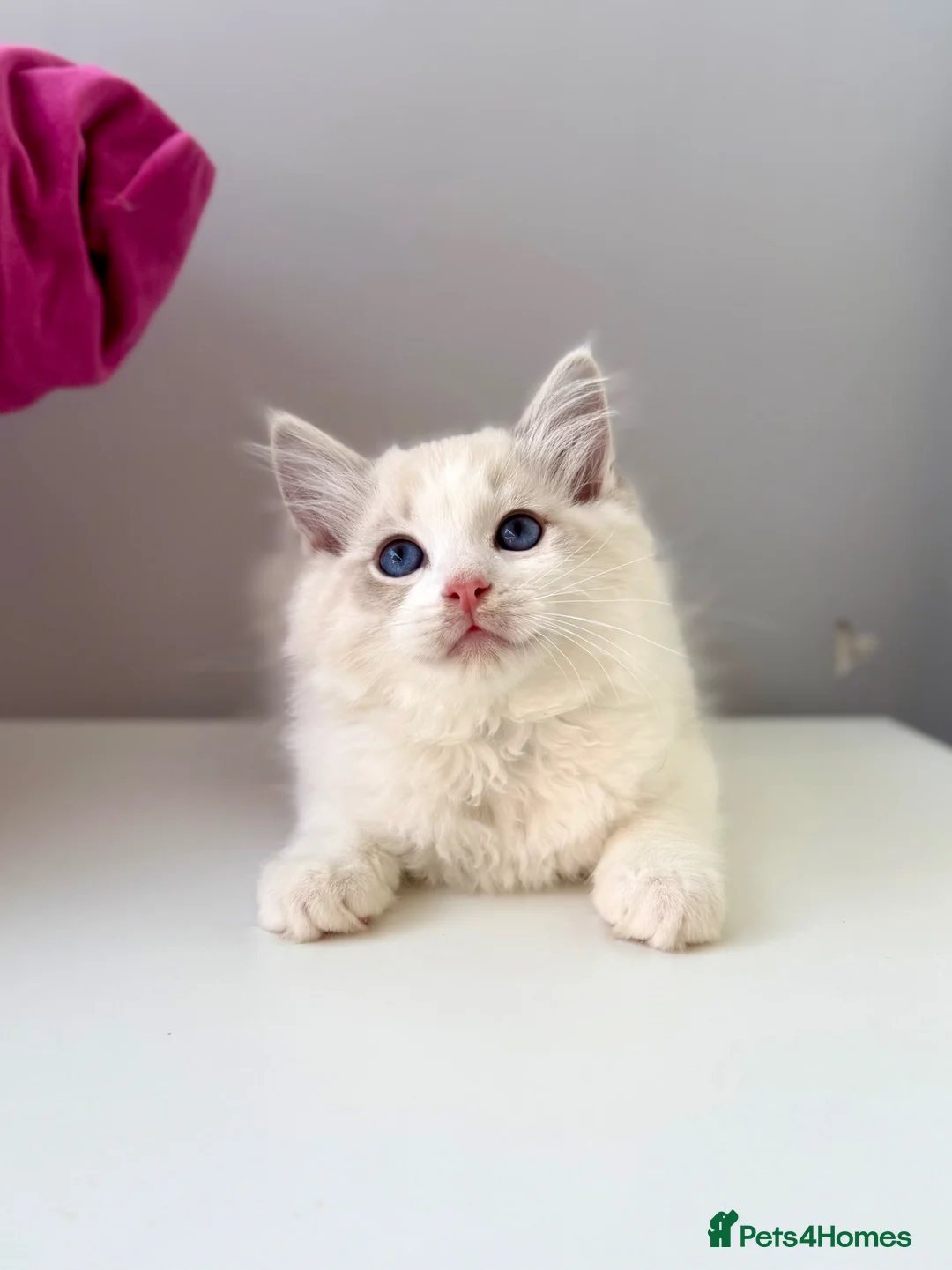 Ragdoll cats for sale: TICA registered ragdoll kittens - Advert 2