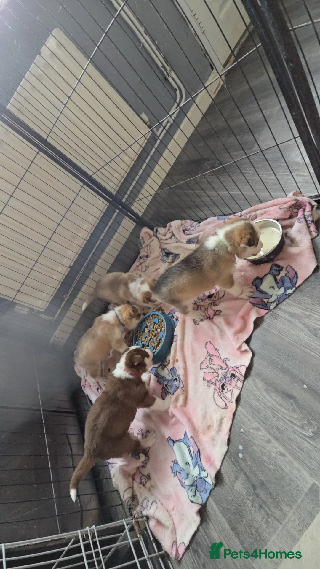 Siberian Husky dogs for sale: Husky puppies  - Advert 34