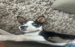 Border Collie dogs for sale: Ronnie  - Image 5