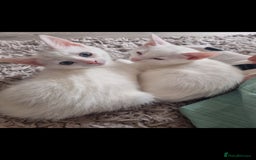 Mixed Breed cats for sale: Gorgeous pair  of twin white kittens - Image 1