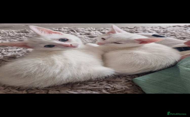 Mixed Breed cats - Advert 1