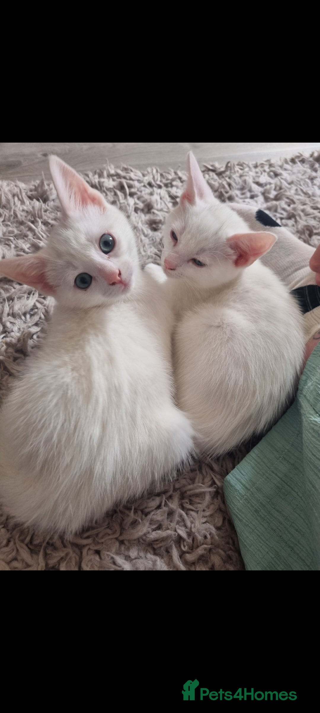 Mixed Breed cats for sale: Gorgeous pair  of twin white kittens - Image 1