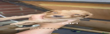Cockapoo 2