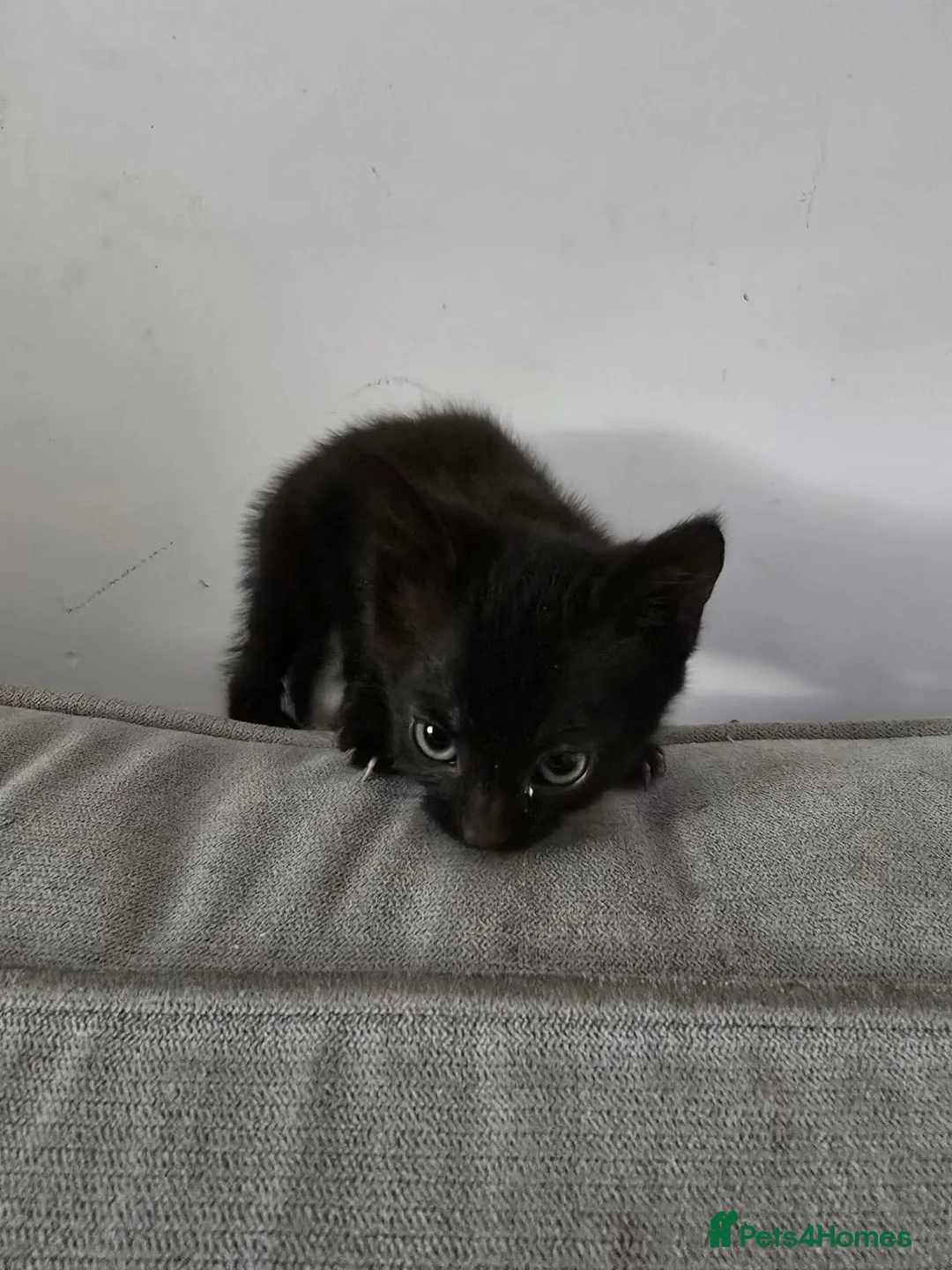 Mixed Breed cats for sale: Beautiful kittens looking for forever home - Advert 4