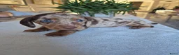 Miniature Dachshund dogs for sale: Beautiful Miniature Dachshund Puppies!💙💙♥️♥️♥️ - Advert 22