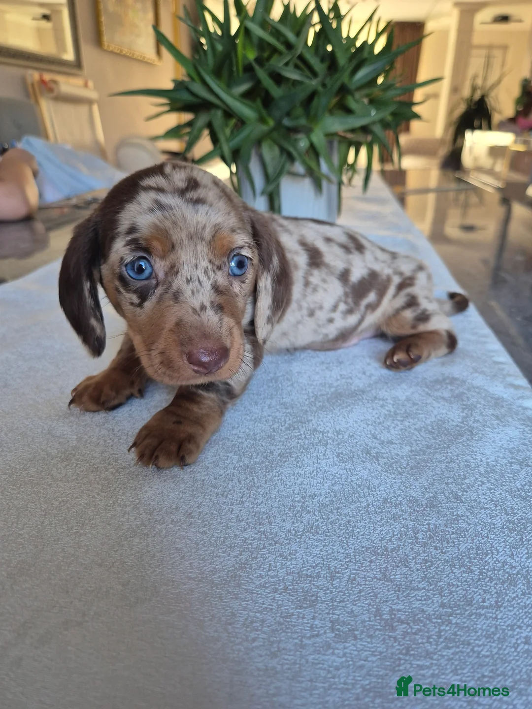 Miniature Dachshund dogs for sale: Beautiful Miniature Dachshund Puppies!💙💙♥️♥️♥️ - Advert 22