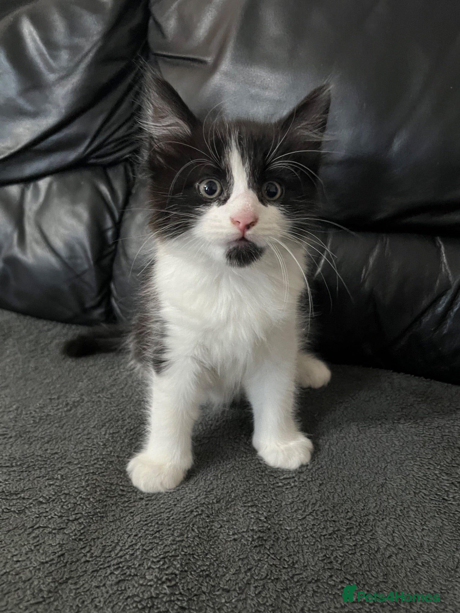 Mixed Breed cats     Cute Male Kitten - Advert 9