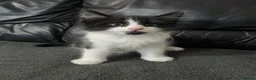 Mixed Breed cats for sale:     Cute Male Kitten in Slough - Advert 1