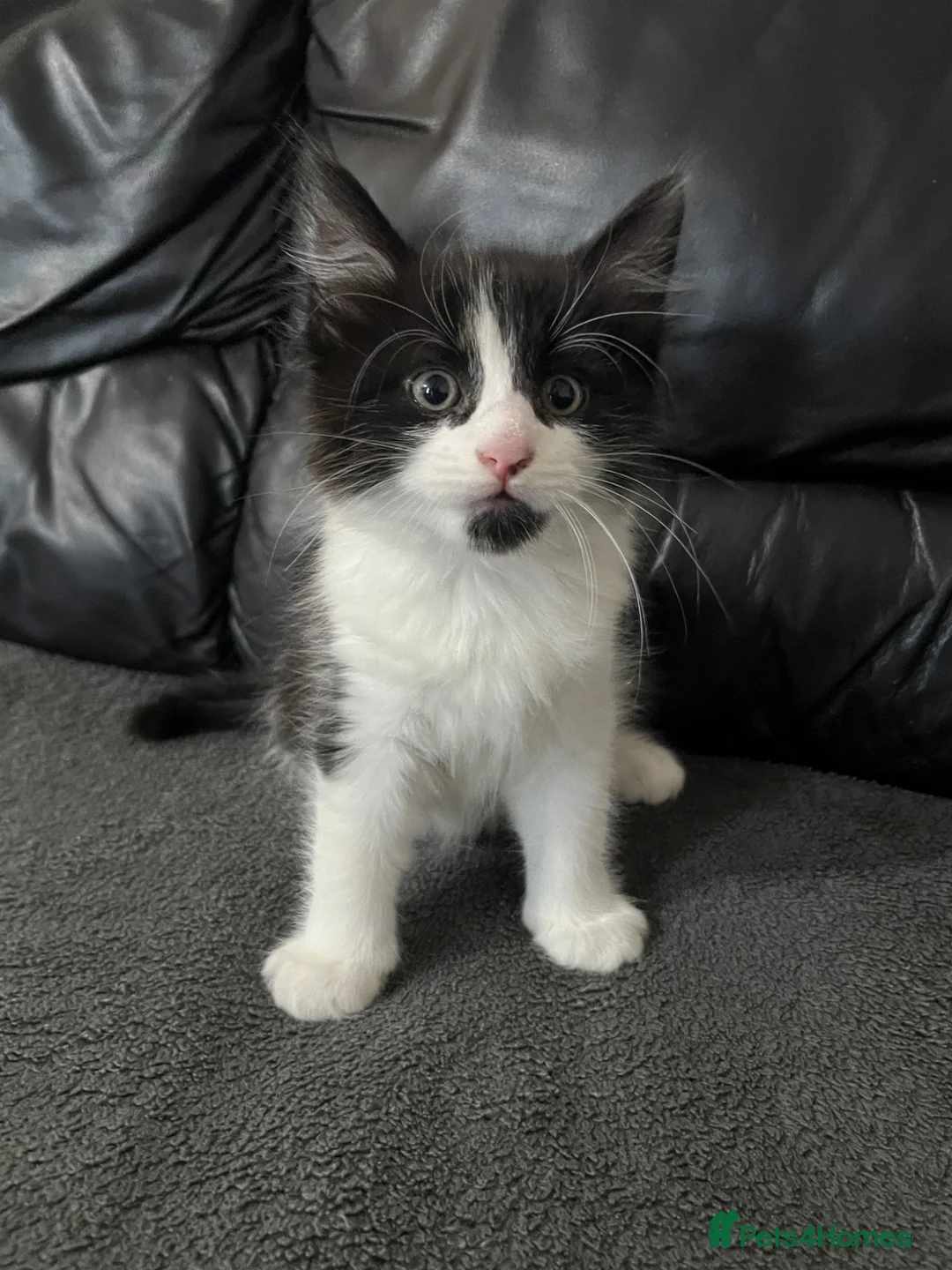 Mixed Breed cats for sale:     Cute Male Kitten in Slough - Advert 1