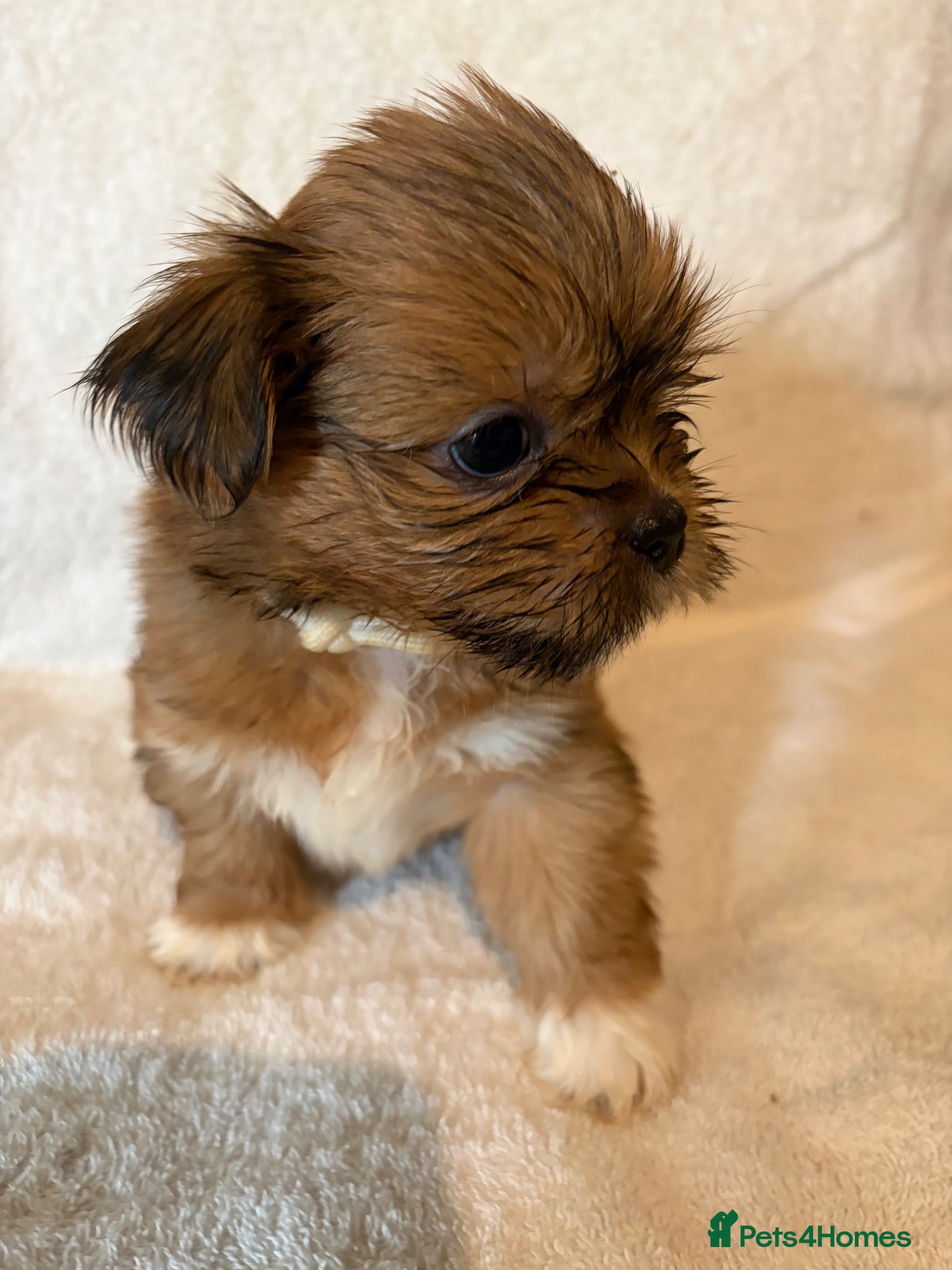 Lhasa Apso dogs Kc Reg Lhasa pup Only 1 left  - Advert 17