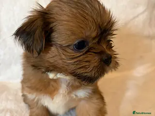 Lhasa Apso dogs Kc Reg Lhasa pup Only 1 left - Advert 8
