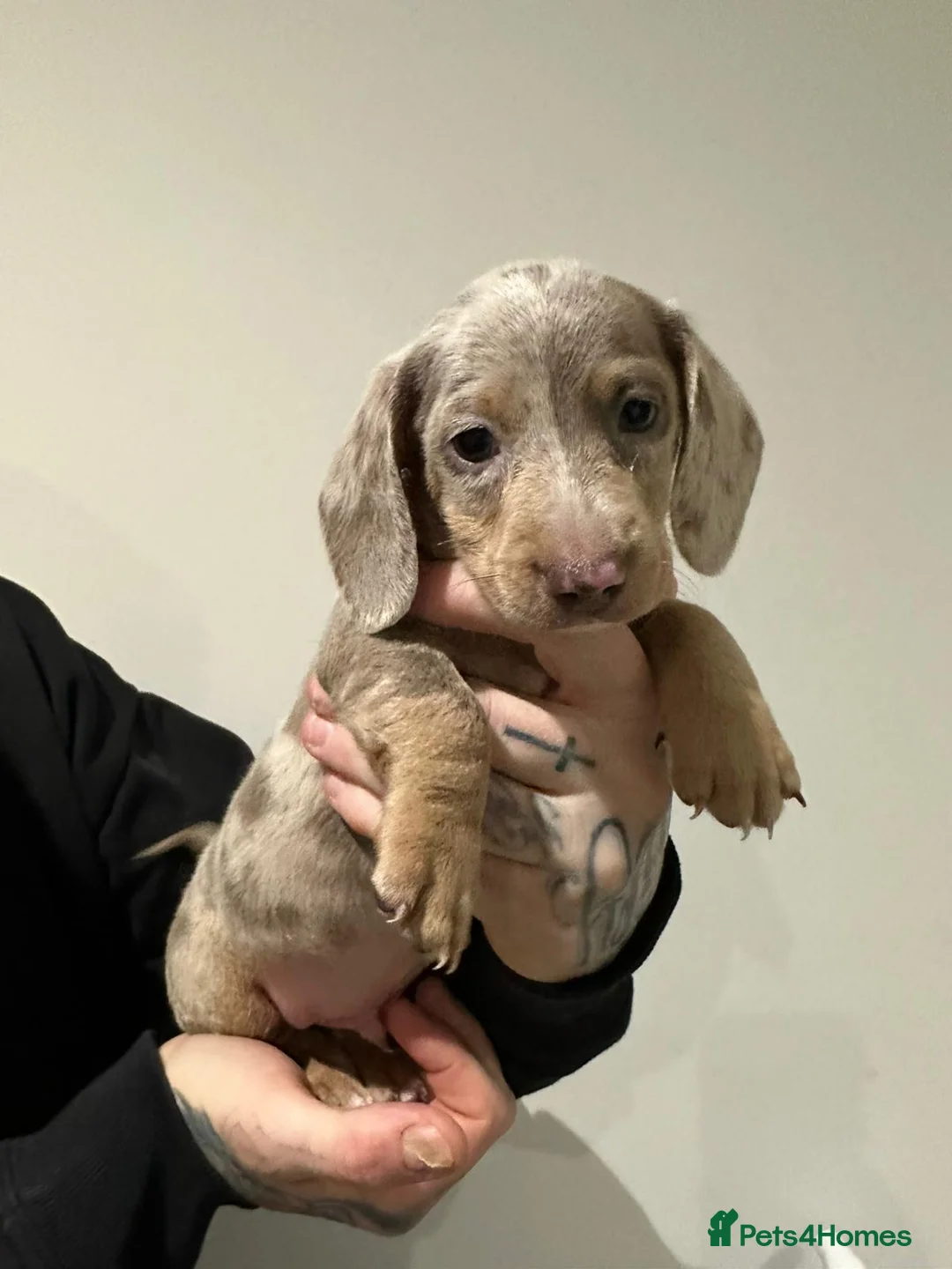 Miniature Dachshund dogs for sale: Mini dachshunds - Advert 16