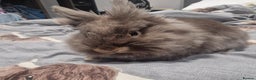 Lionhead rabbits for sale: Lionhead mix ( COCO) rabbit - Advert 4