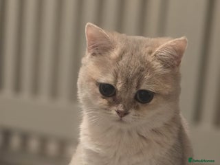 British Shorthair cats Rare British Shorthair Tica😻🌸😽😻🌼😽🌹😺🌸😻 - Advert 6