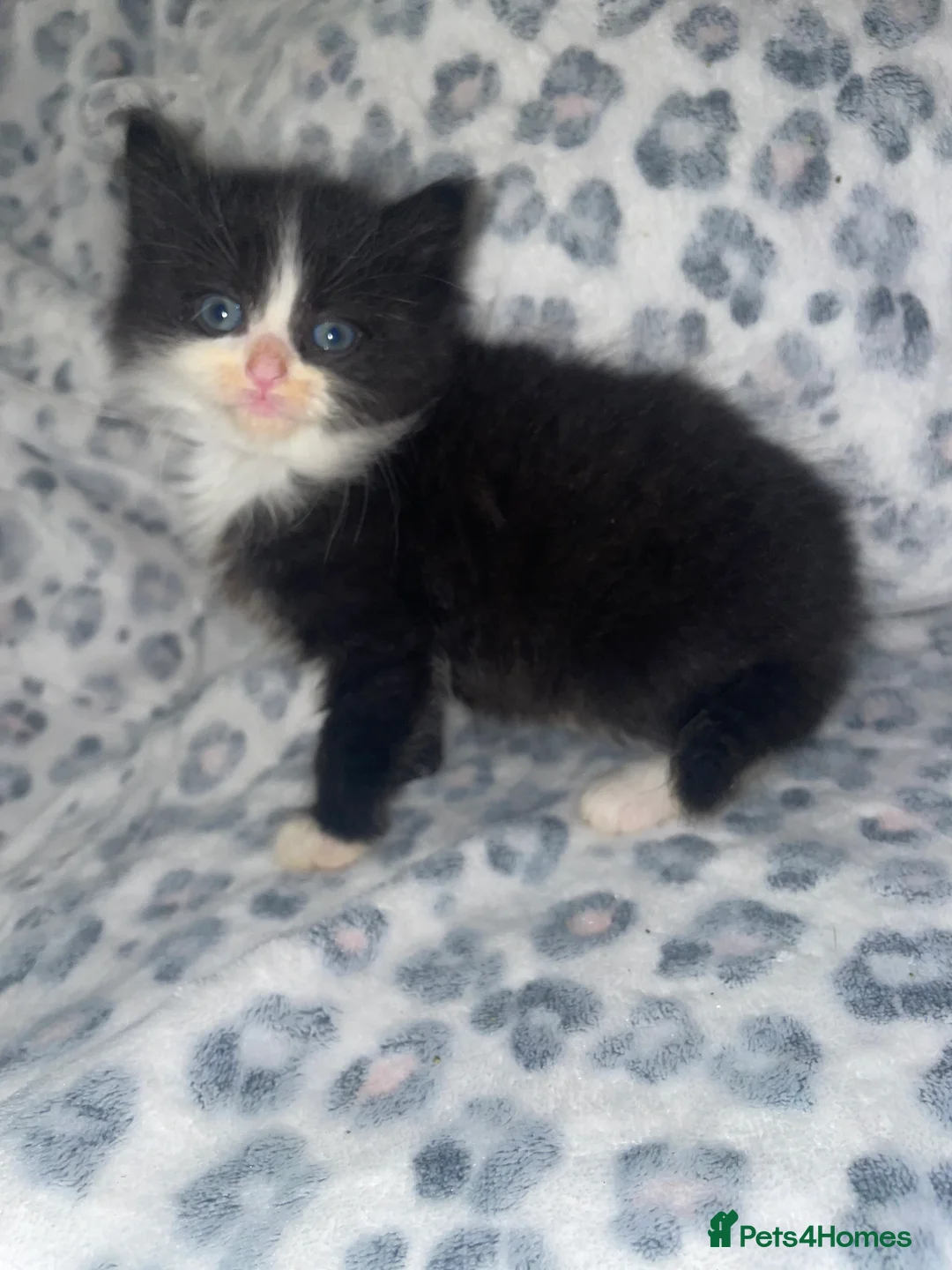 Mixed Breed cats for sale: ready to leave now! black and white kittens - Advert 1