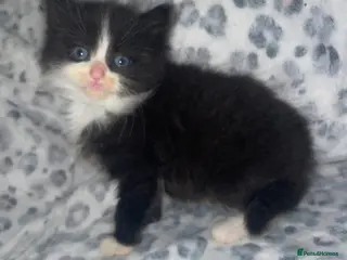 Mixed Breed cats ready to leave now! black and white kittens - Advert 1