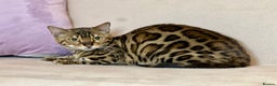 Bengal cats for sale: Bengal Queen  - Advert 22