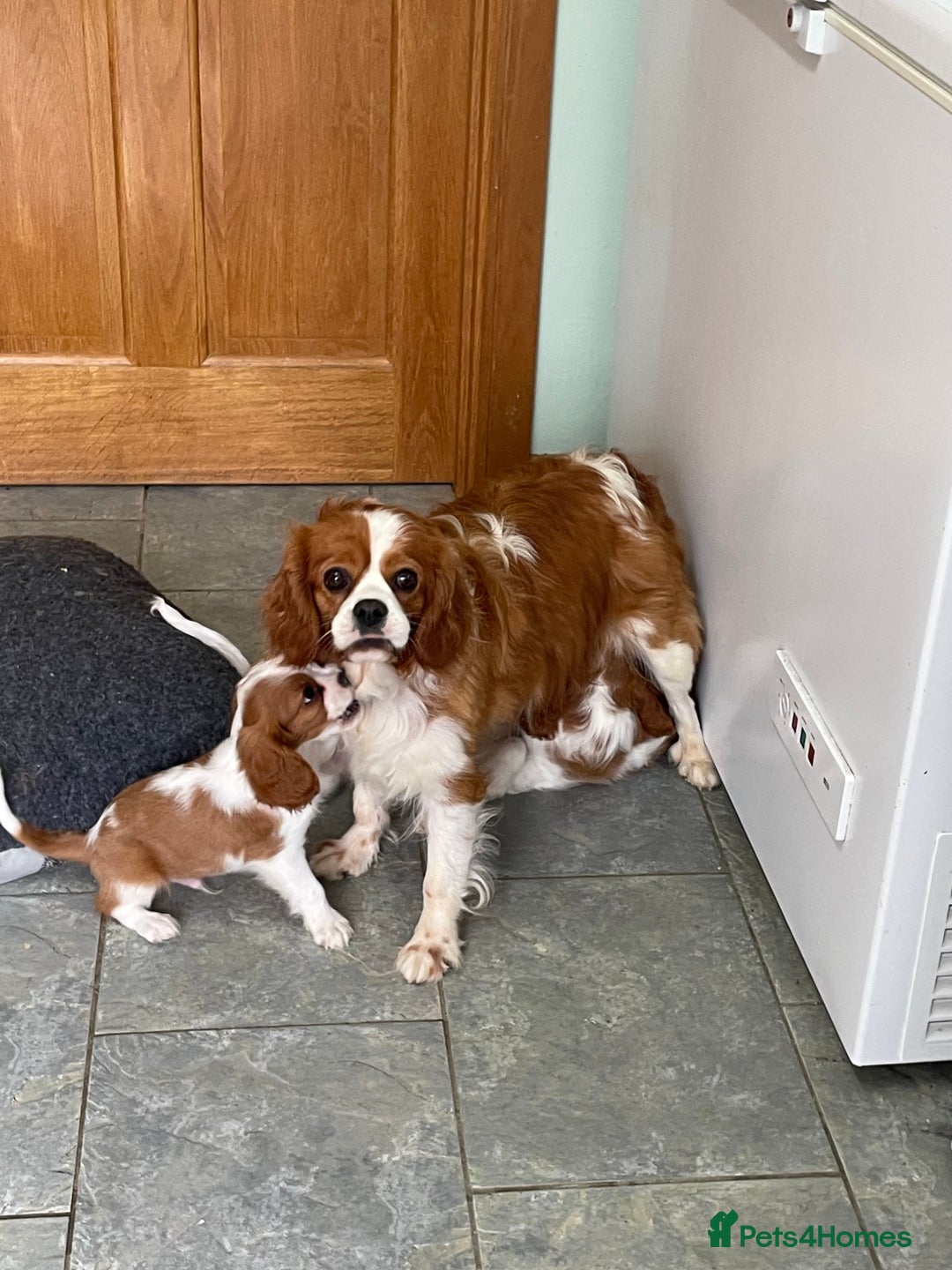 Cavalier King Charles Spaniel dogs for sale: K C Reg Fully Vaccinated  - Image 6