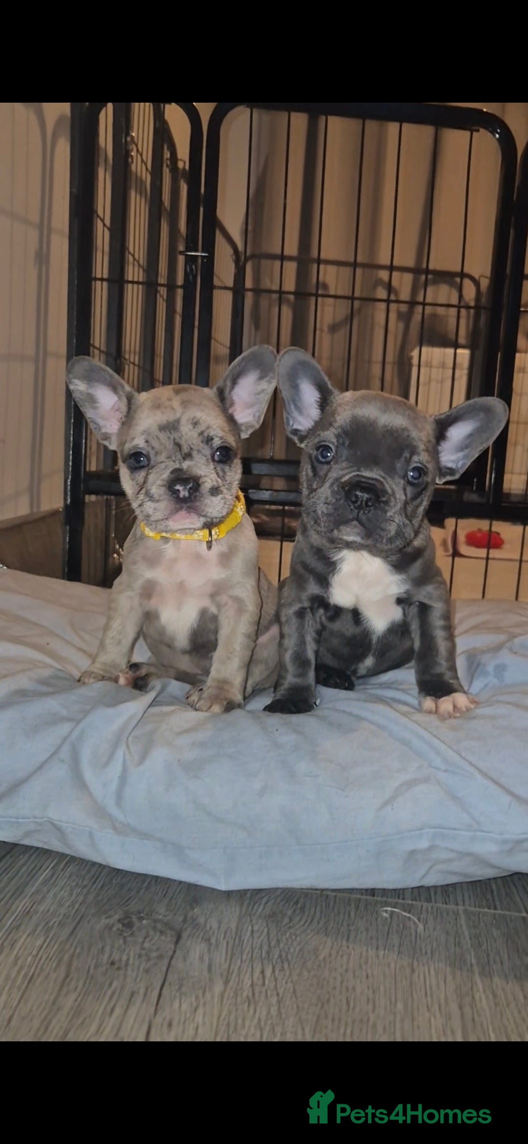 French Bulldog dogs for sale: 5 french bulldogs left!! Ready now! - Advert 30