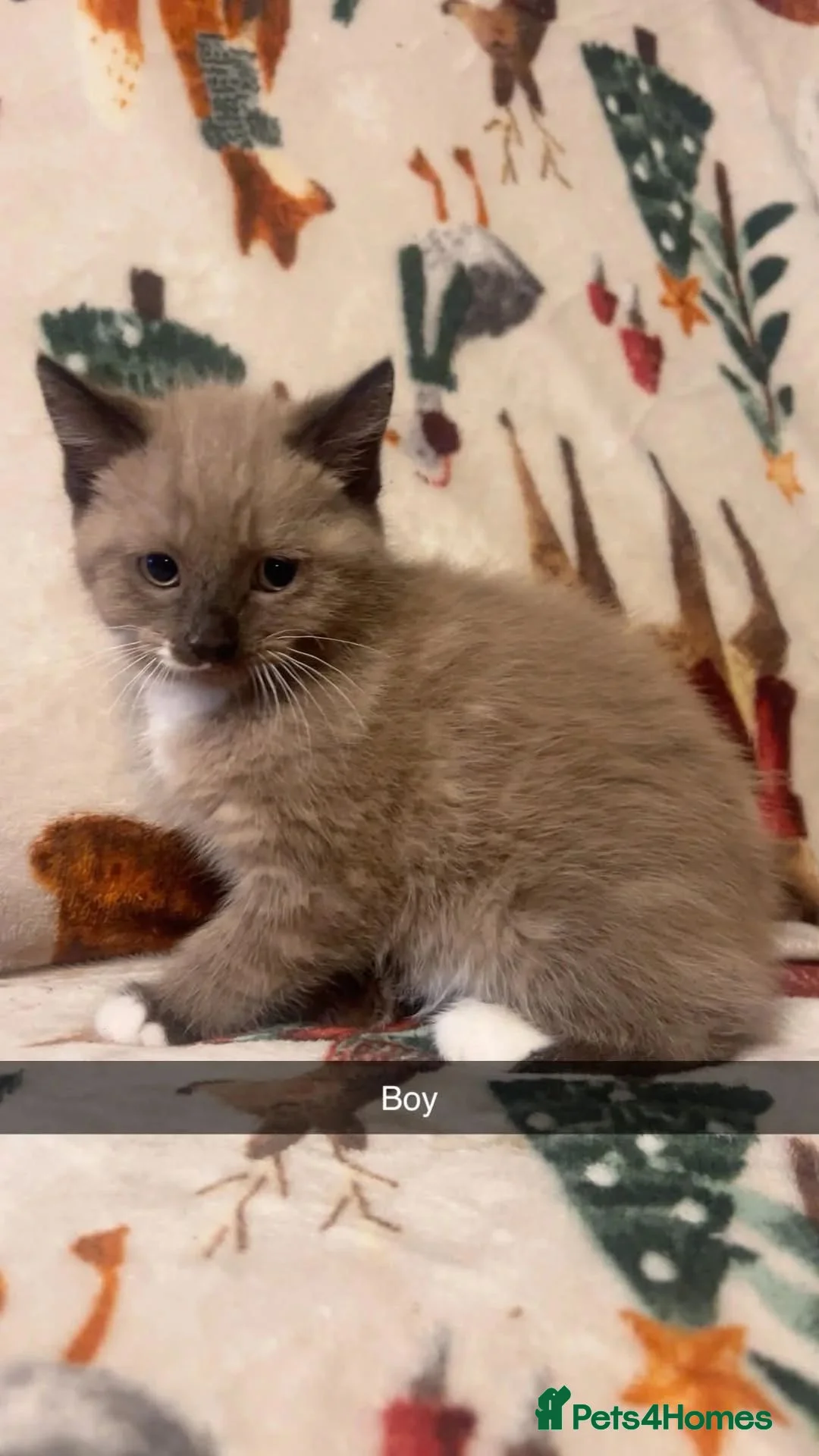 Siamese cats for sale: Lovely Siamese Kittens ready to leave - Advert 6