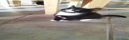 Mixed Breed cats for sale: 4 tuxedo black/white cuties looking for a home - Advert 24