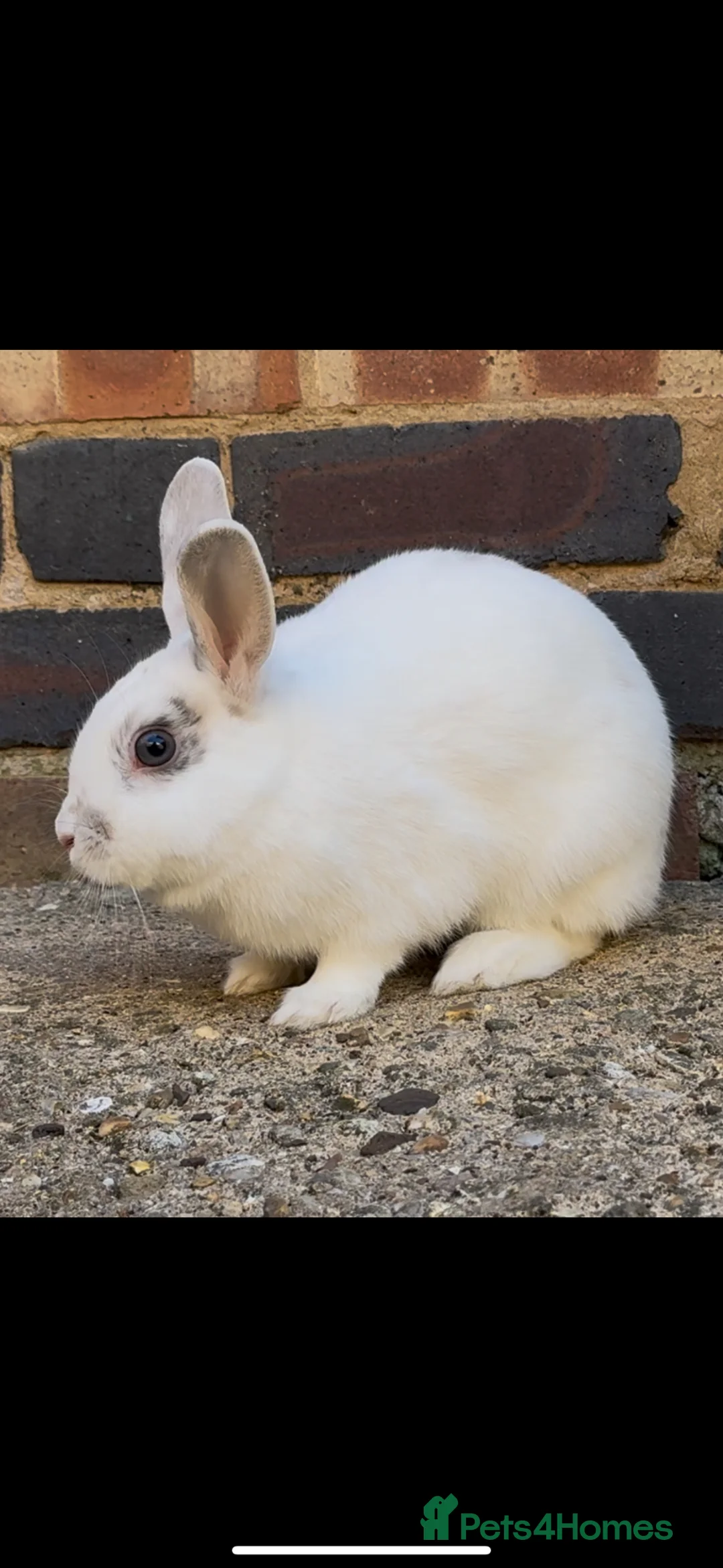 Mixed Breed rabbits for sale: beautiful bonded pair of mixed breed females in Rugby - Advert 2