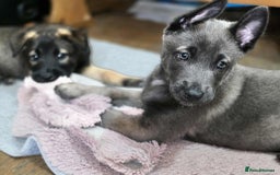 Mixed Breed dogs for sale: Belgian malinois x German shepherd puppies - Image 23