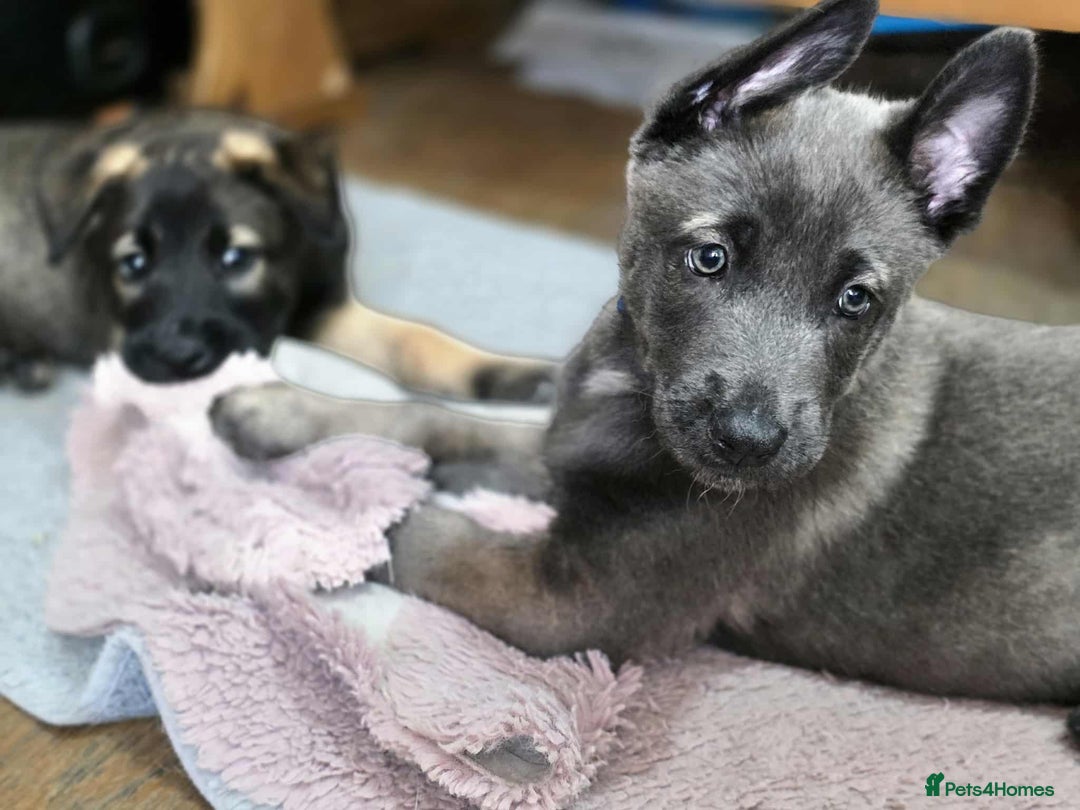 Mixed Breed dogs for sale: Belgian malinois x German shepherd puppies - Image 23
