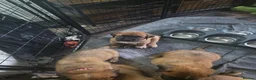 Saint Bernard dogs for sale: Saint de bordeaux puppy 1 girl 1 boy  - Advert 12